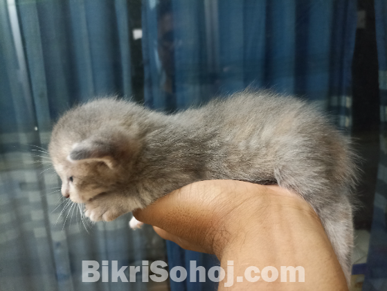 Persian Kitty